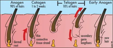 Hair Growth Cycle