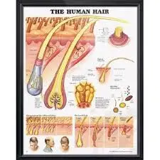 The Human Hair 