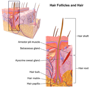 HairFollicle