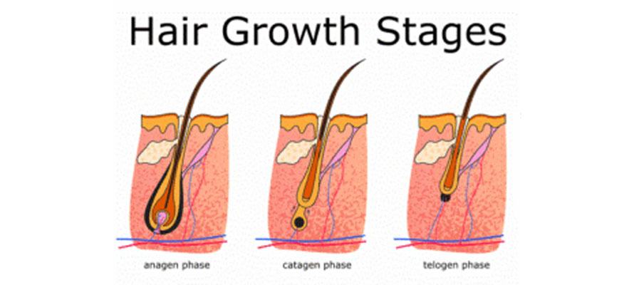 Hair Growth Phases